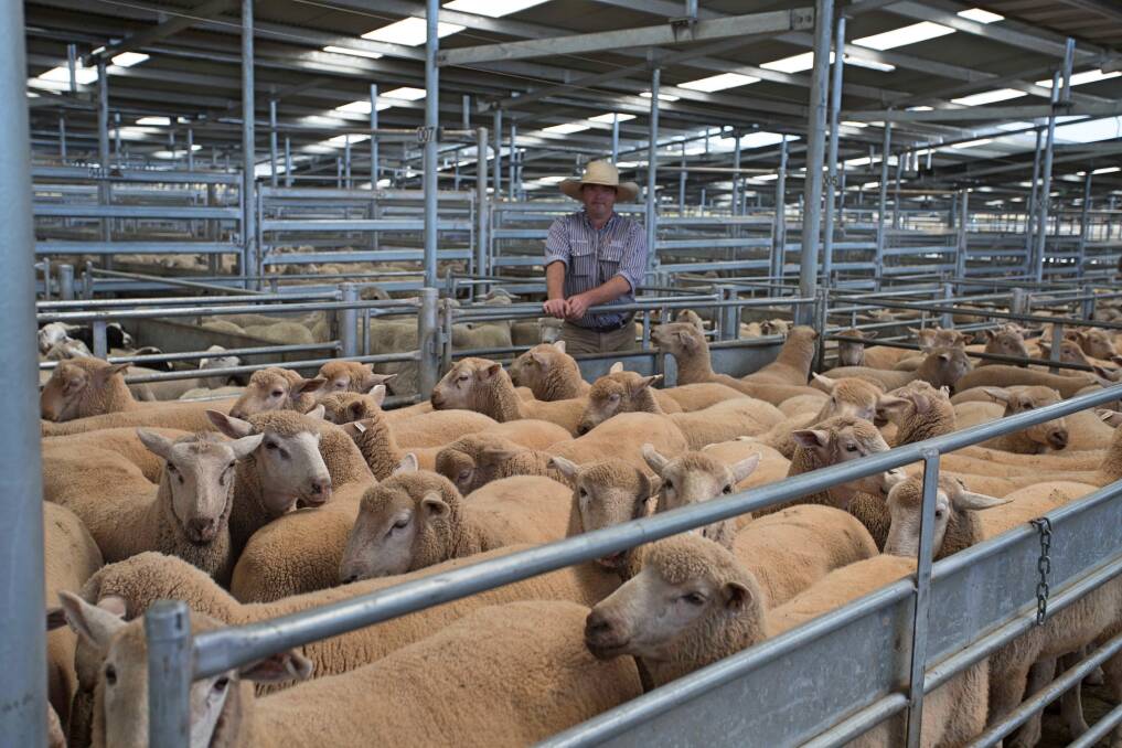 SELX: Corey Nicholson, Holman Tolmie topped today's market with XB Lambs from the Harden District which sold for $192.2ph. Photos supplied.