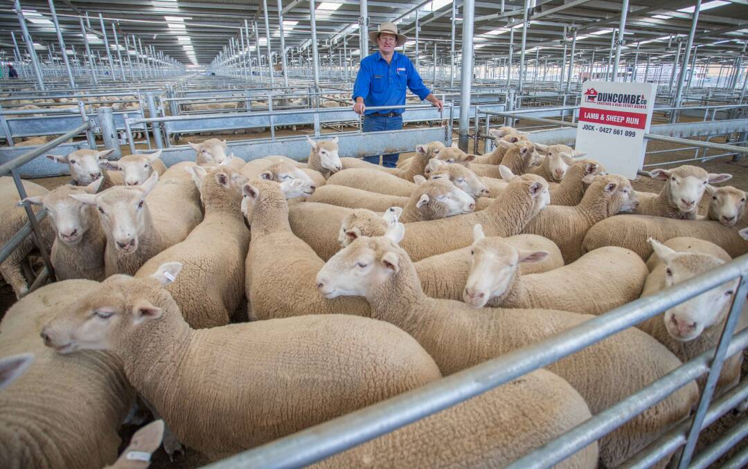 SELX: C&T Willis, Crookwell topped today’s market with XB Lambs sold by Jock Duncombe, Duncombe & Co for $170ph.