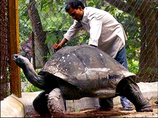 Adwaita: The Aldabra giant tortoise with handler at Alipore Zoological Gardens. Carbon dating of his shell confirmed he had been born circa 1750. Photo: supplied