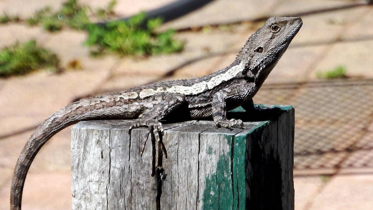 Reader pic of the week: A Jacky Dragon warming up in the sunshine! Photo sent in by Kay Muddiman. Ms Muddiman's story is on www.crookwellgazette.com.au