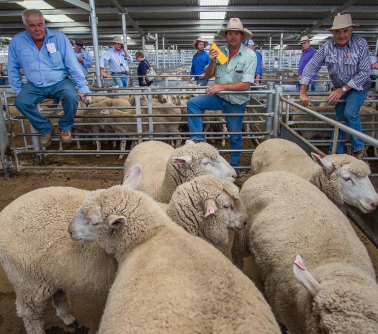 SELX SHEEP: J&J Forbutt, Young topped today’s market with Mark, Gerrard & Partners selling their XB Lambs for $181.6ph.