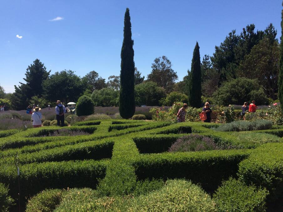 A-maze-ing: Visitors to the Festival enjoyed the beautiful gardens. Photos Brian Faulkner.
