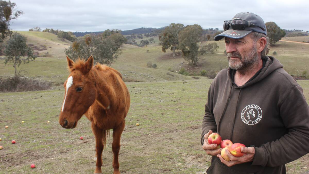 SHE WON'T BE APPLES: Greg Douglas feeding donated apples to his horses because there is nothing left for them to eat. Photo: David Cole.