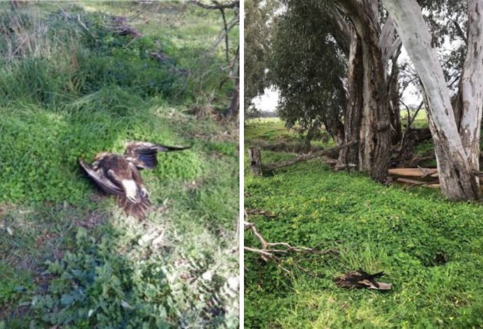 A dead wedge-tailed eagle (left) and a dead little eagle (right) found along the same stretch of creek in recent months. Pictures: supplied