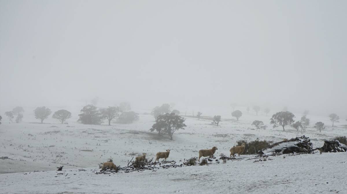 Snow continuing to fall above 600 metres. Photo: Clare McCabe.