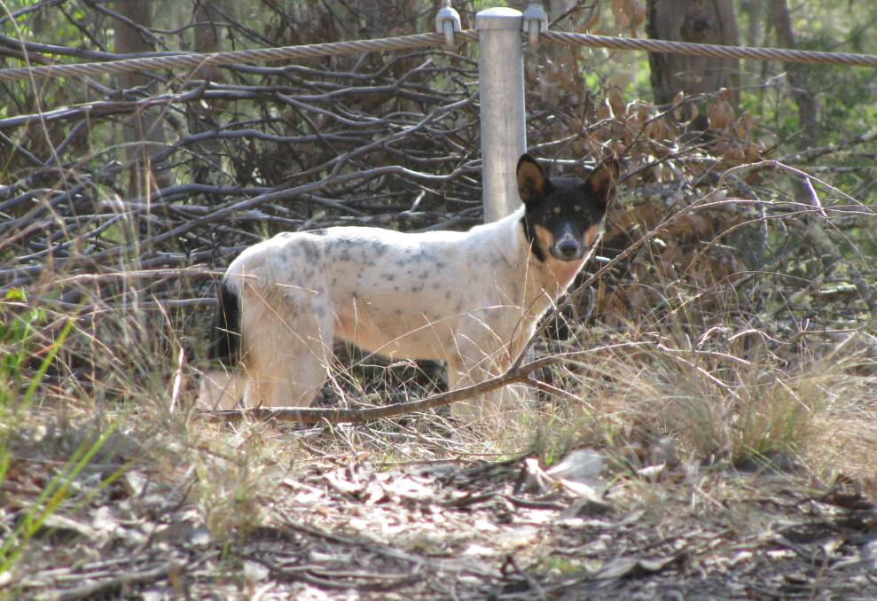 Wild dog controls under review in south east. 