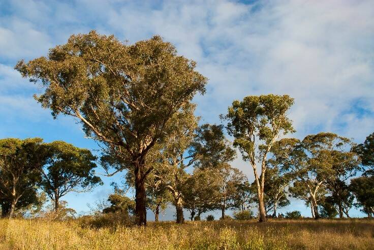 Protecting and connecting the Box Gum Grassy Woodland. Photo: LLS