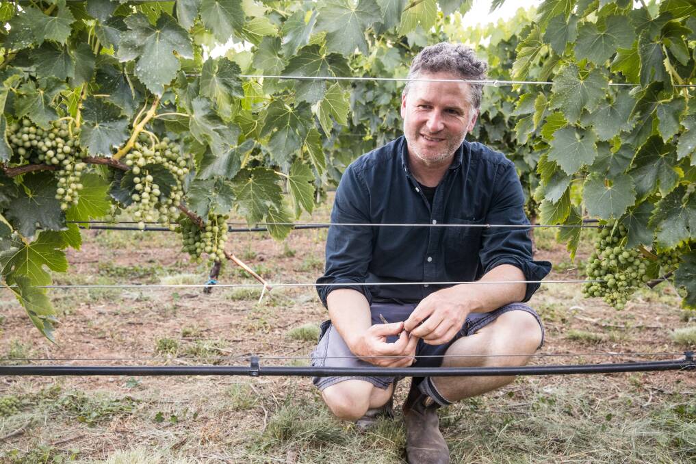 Alex McKay, Collector Wines, says their sunburn incidents in the vineyards decreased. Photo supplied.