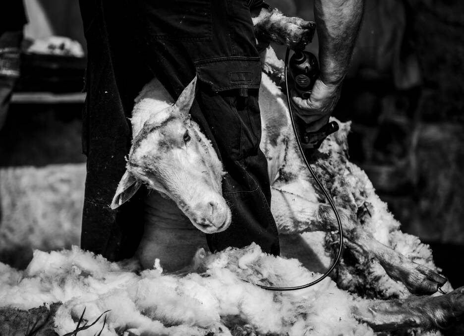 Figures showed wool production decline due to prevailing seasonal conditions. 
