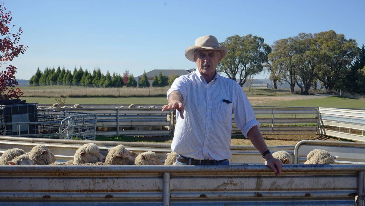 Merino numbers are steadily declining and this needs to change, AWI Stuart Hodgson said. Photo: Clare McCabe.