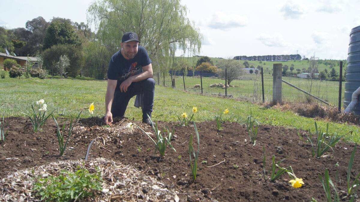 Green thumb: Taralga Pub owner Phil Anderson tends to the young hops. Photo: Clare McCabe