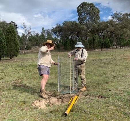 ENVIRONMENT: Sean Proudman (right) planting species of eucalypts on his property near the Wyangala Dam. Photo: supplied