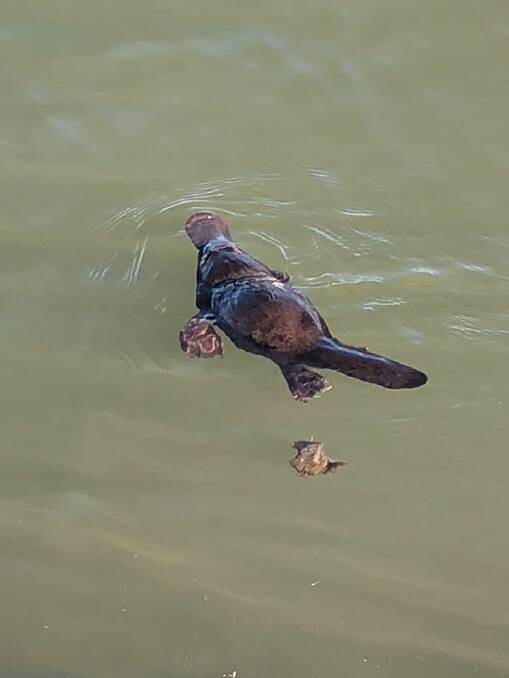 Iconic: Platypus numbers decline. Photo supplied.