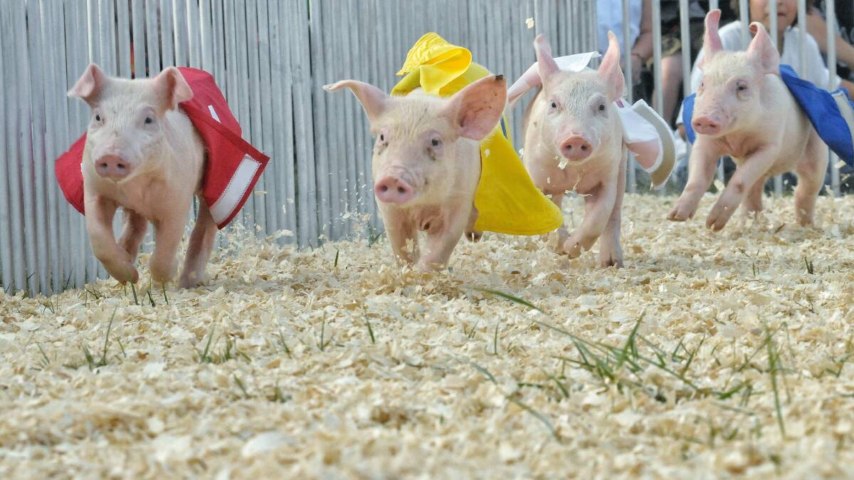 Hog heaven: Thouroughrbred trained athletic piglets will negotiate a course at a ‘crackling’ pace to be crowned the fastest snout in the trough!