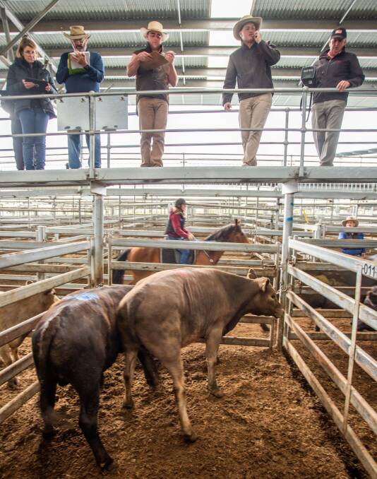 Elders Goulburn conducted the sale of two steers at SELX to raise money for a local teenager. Photo: SELX.