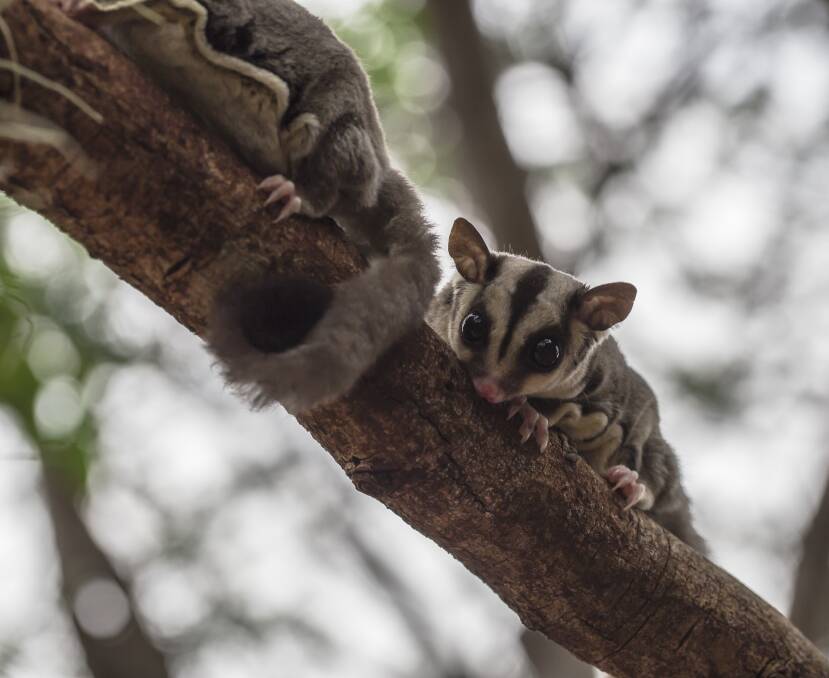 The Abercrombie and surrounds is home to five of the six species of gliding possum found in Australia. Photo: Shutterstock