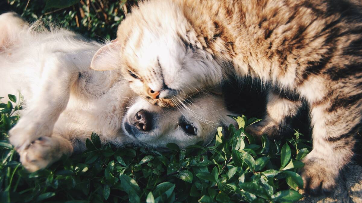 Animal registration: Pet owners can use convienient online channels to register their pets. Photo: Snapwire.