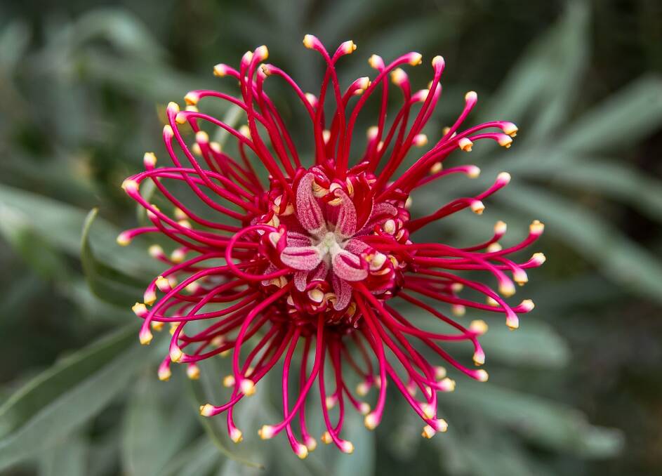 Backyard: Native plants provide flowers for nectar-loving birds to forage on. Photo: Pixabay