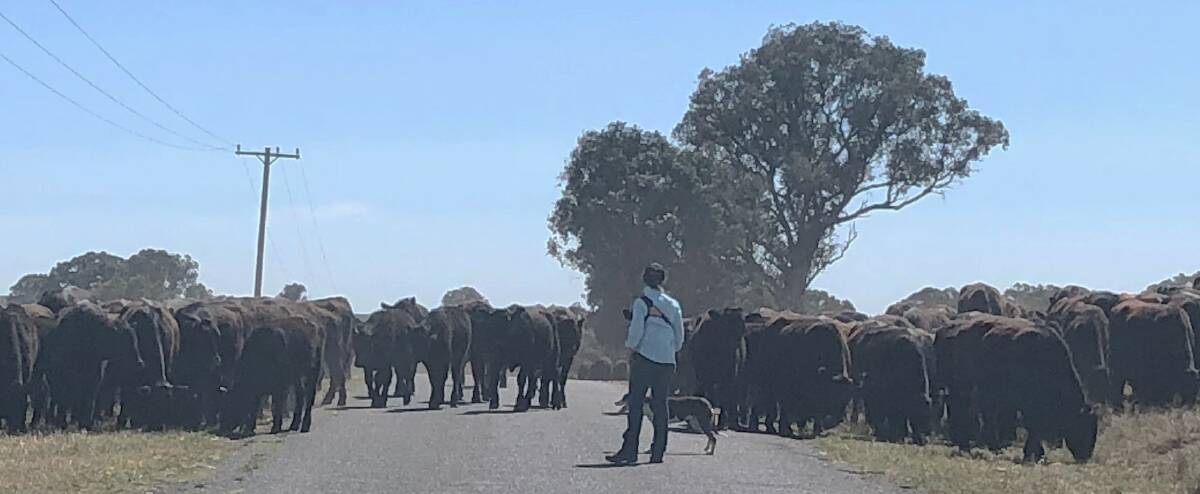 A mob of around 650 cattle will enter the Upper Lachlan Shire on Saturday or Sunday. Photo supplied.