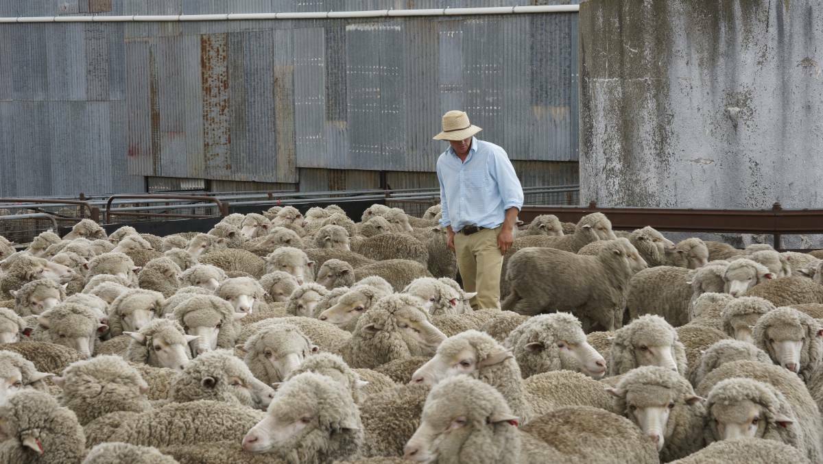 Flock ewe: The on-farm judging of the Crookwell ANZ Agribusiness Flock Ewe Competition will take place on January 22-23, 2020. File photo.