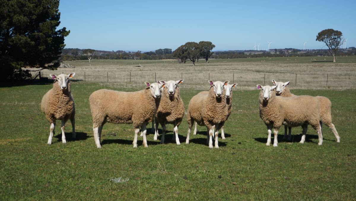 The Evans' on-farm ram sales will begin in November. Photo: Clare McCabe