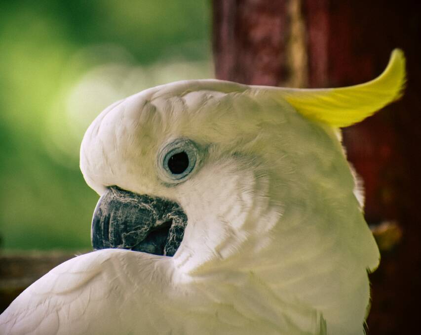 Aussie Backyard Bird Count: Species including the Sulphur-crested Cockatoo were counted in the Upper Lachlan Shire. Photo: Chris F