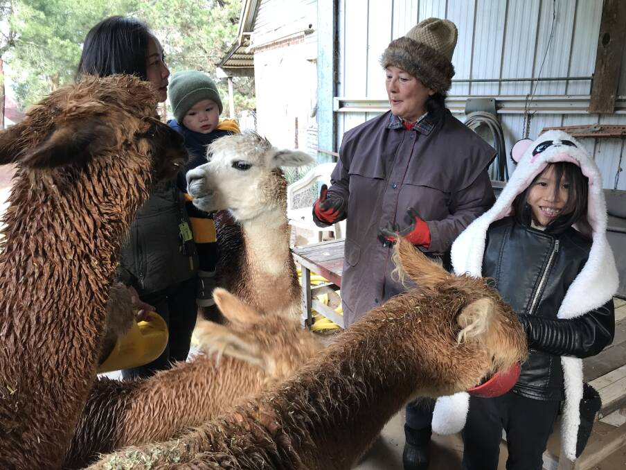 Small business: Susan Reynolds, chair of the peak business body, runs an alpaca farm in Crookwell. Photo: supplied