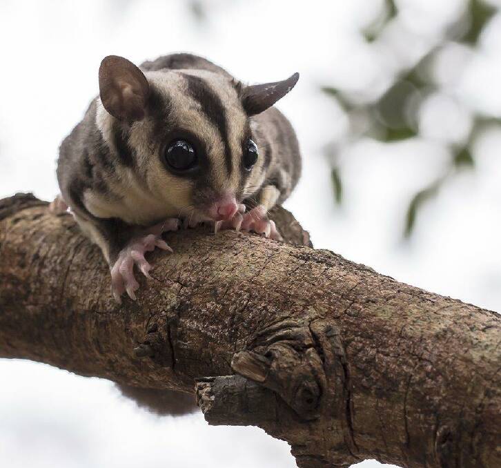 Environment: A reduction in habitat and less well-connected landscapes led to the Squirrel Glider (pictured), Spotted-tailed Quoll and Scarlet Robin being listed as threatened.