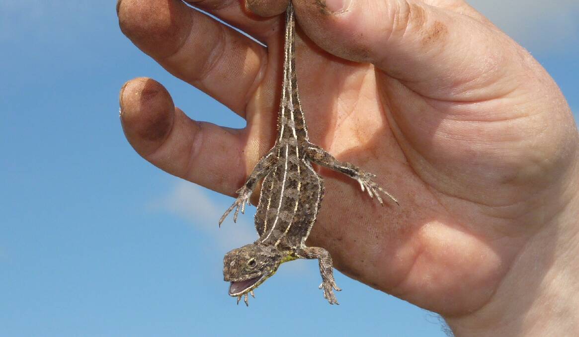 A Monaro Grassland Earless Dragon. Picture by Tim the Yowie Man