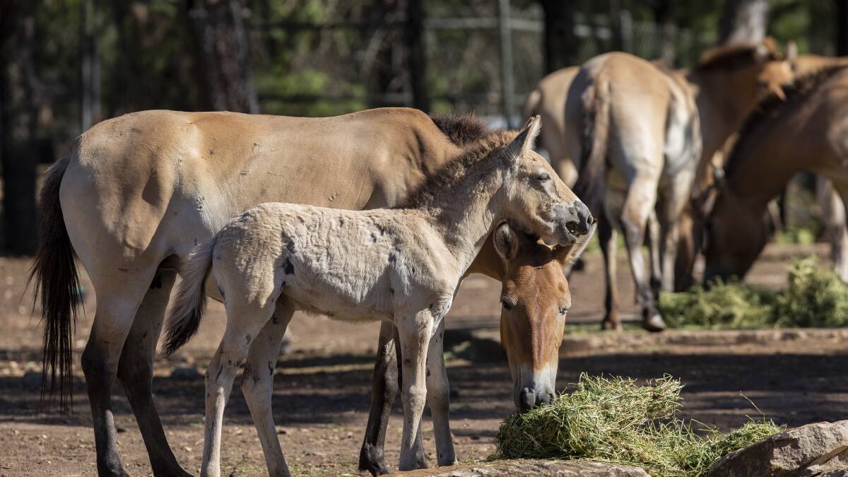 More babies born at Western Plains Zoo