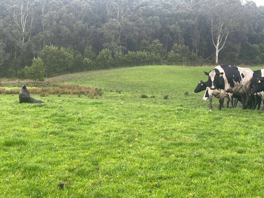 New arrival: A seal has made its way to a Simpson dairy farm, more than 30 minutes away from the nearest beach. It arrived on Sunday and has been sharing the paddocks with 300 cows. Picture: Karli McGee