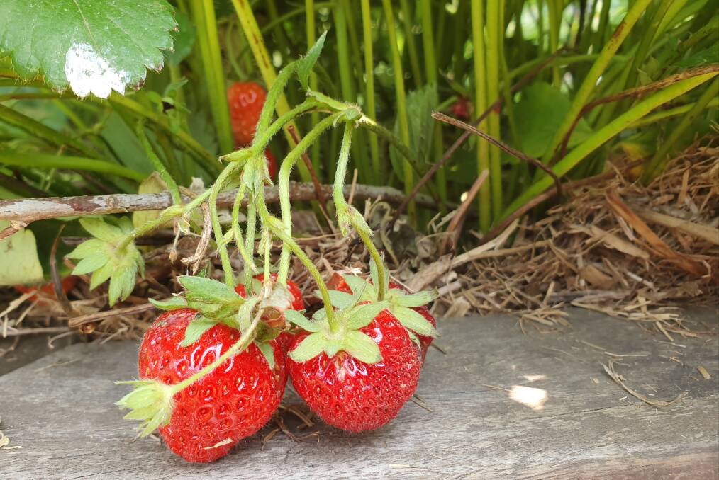 Like most plants in your garden, strawberries appreciate a good layer of mulch.
