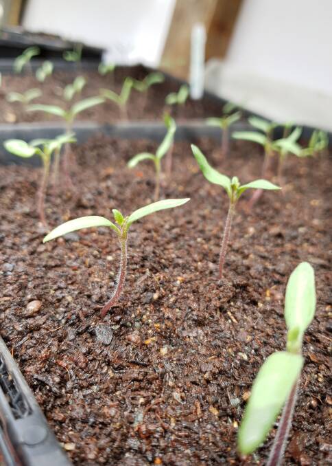 These tomato seedlings will grow to over two metres tall in coming months given the opportunity.