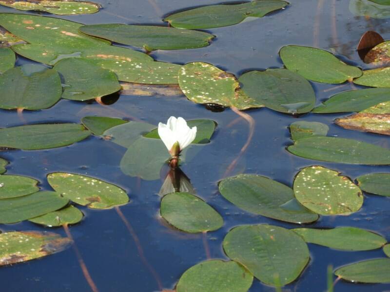 WATER WAYS: Swamp lily is just one plant you might want in your dam.