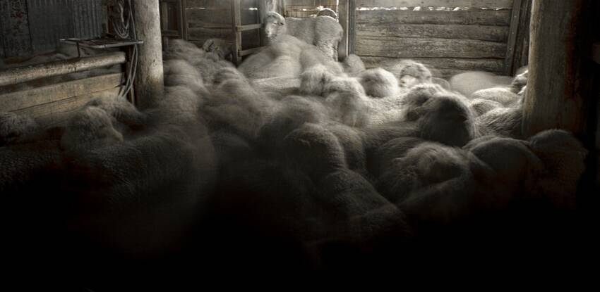 Sea of sheep. Photo: Ray McJarratt