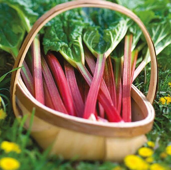 SWEET: Collector Spring Market will offer all things rhubarb, including plants, pies and preserves. 
