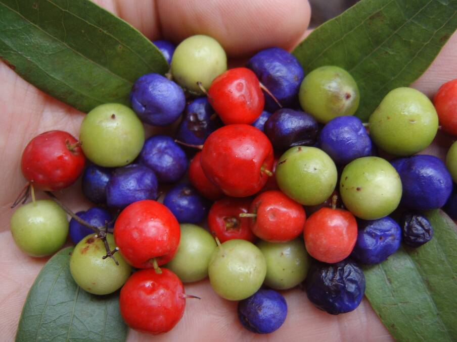 FOOD FUN: Learn about bush tucker at Gunning Library.