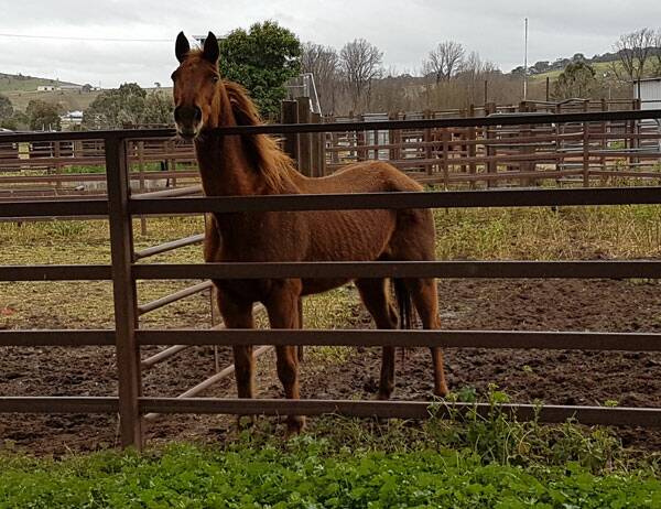 IMPOUNDED: The two horses were found abandoned at Gunning Showground.