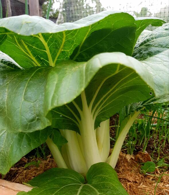 A healthy buk choy plant grown from collected seed.