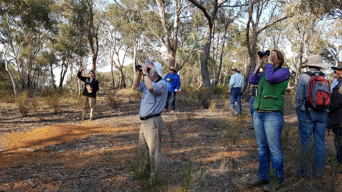 ENJOYING THE DISPLAY: Nikki Taws from Greening Australia recently led a Landcare bird watching morning near Dalton.