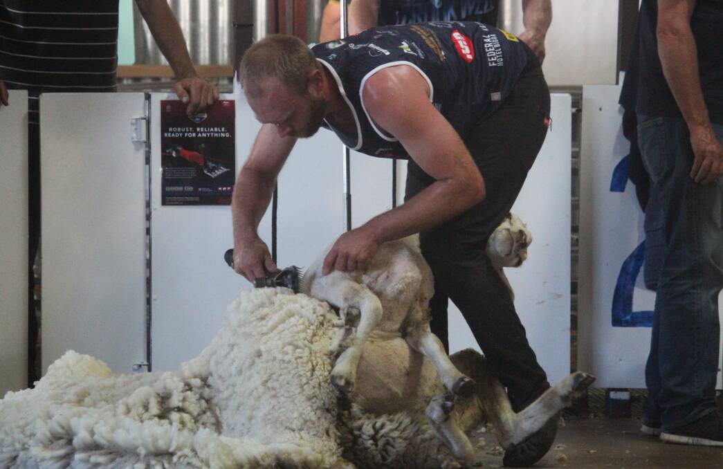 Intensity: Steve Hogan is the picture of focus as he shears a ewe during his astounding seventh Crookwell Show title in eight years during Saturday's competition. Photo: Zac Lowe.