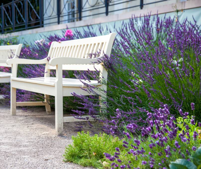 One colour that tends to dominate the palette in gardens is purple. Picture: Shutterstock. 