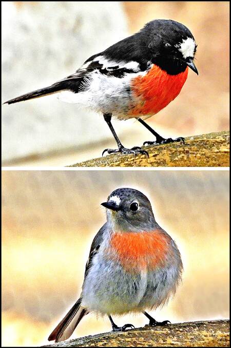 SOS - SAVE OUR SPECIES: The Scarlet Robin (Petroica boodang) - male at top, female below - which is listed as vulnerable. Call 1300 094 737. Photos: Kay Muddiman