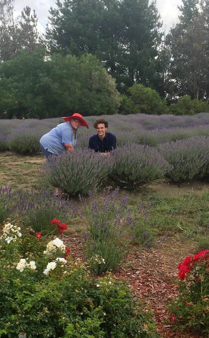 Fields of flora: Judith Basile and grandson Joe Bush prepare for the lavender festival this weekend Saturday and Sunday, January 12 and 13. Photo: Clare McCabe