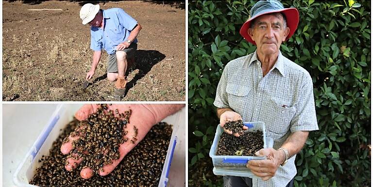 Top left: third-generation Crookwell farmer John Lowe. Below: Dung beetles bury cow pads into the soil, which improves it. Right: Dung beetle expert John Feehan. Photos: Xanthe Gregory