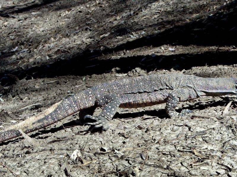 A girl has been taken to hospital after being bitten on the foot by a goanna on a Queensland beach.