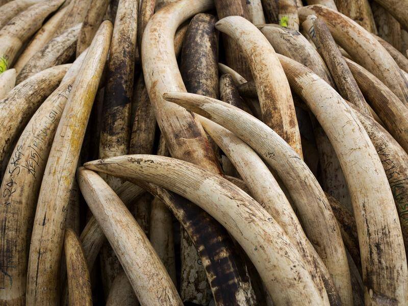 A new test developed in Australia could determine the source of illegally poached ivory tusks.