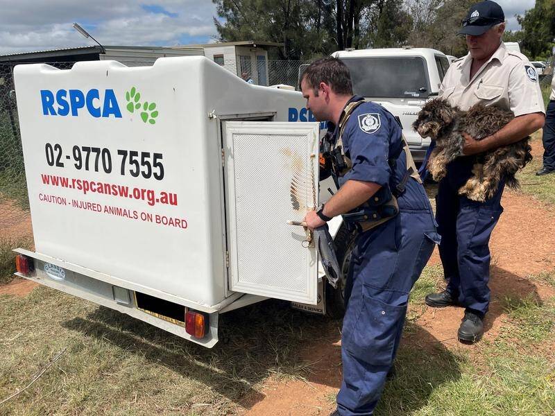 RSPCA NSW Inspectors have seized 79 dogs from a breeder in NSW's central west region.