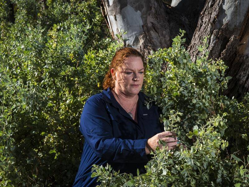CSIRO's Hayley Norman says Anameka saltbush has been chosen for its energy value and palatability. (PR HANDOUT IMAGE PHOTO)