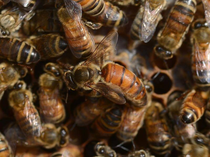 Movement of beehives in NSW is being allowed under a new permit-based system